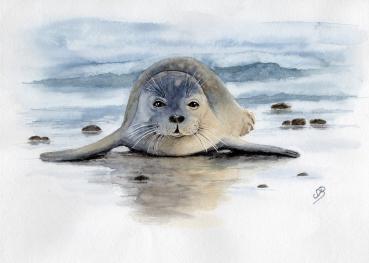 Aquarell DIN A4 Bild Aquarelldruck Robbe Seehund auf Strand Heuler 21 x 30 cm Kunstdruck