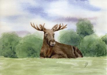 Watercolor DIN A4 picture watercolor print Sweden moose