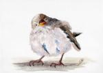 Watercolor DIN A5 picture bird sparrow watercolor print